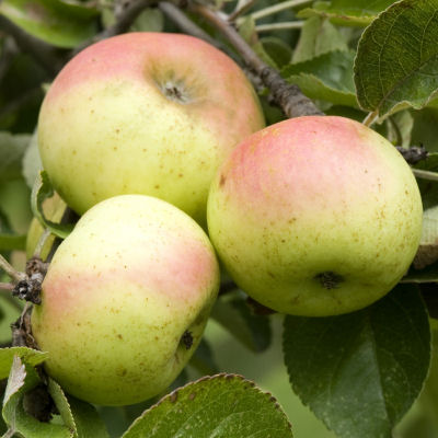 Pommier  cidre 'Douce Cot Lign'